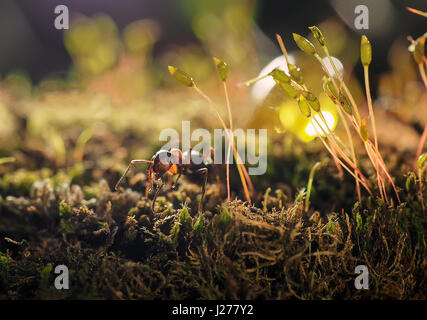 Black ants on a moss photographed close