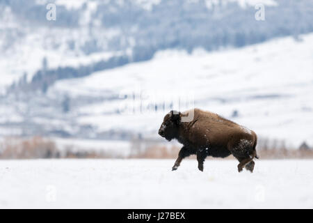 American bison / Bison ( Bison bison ) in winter, running, galopping, jumping over snow coverd plains, full of joy, Yellowstone NP, Montana. Stock Photo