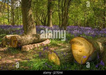 Wiltshire, UK. 25th Apr, 2017. UK Weather - On warm sunny afternoon in late April, a beautiful display of native Bluebells cover the woodland floor at Hagbourne Copse on the outskirts of Swindon in Wiltshire. Credit: Terry Mathews/Alamy Live News Stock Photo