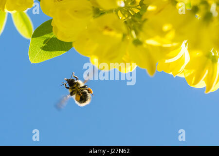 Stirlingshire, Scotland, UK. 16th May, 2017. UK weather - after a warm but showery start to the day a bumblebee collects pollen and nectar from a Laburnum tree against bright blue afternoon skies Credit: Kay Roxby/Alamy Live News Stock Photo