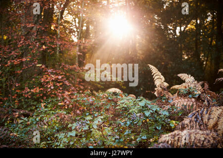 Sun Shining Through Trees In Autumn Woodland Stock Photo