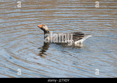 Greylag Goose in the water Stock Photo
