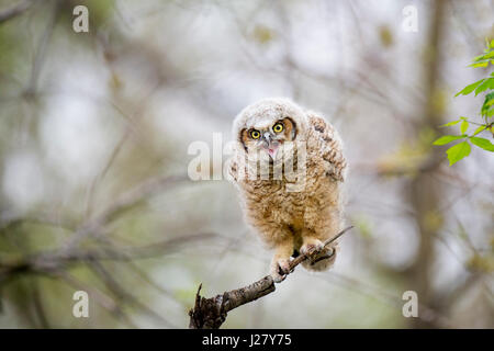 A young Great-horned Owlet calls out while perched on an open branch in the soft morning light. Stock Photo