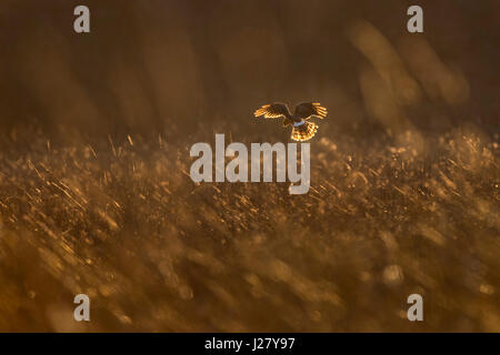 A Northern Harrier hovers in the golden evening sunlight in a large open field while hunting for a meal. Stock Photo