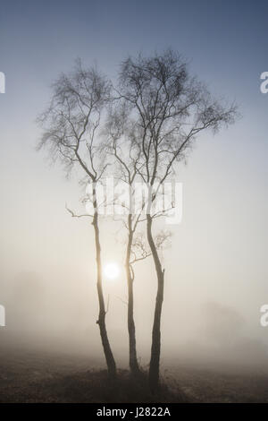 Silver birch, Betula pendula, on Woolbeding Common, Midhurst, Sussex, UK. Sunrise through mist and frost. January. Stock Photo