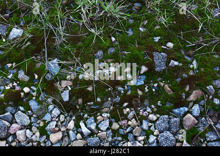 Background Of Green Moss. Seamless Tileable Texture. Stock Photo