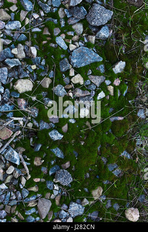 Background Of Green Moss. Seamless Tileable Texture. Stock Photo