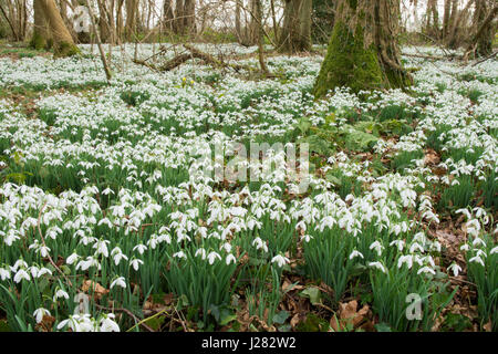 Snowdrops, Galanthus nivalis, wild in woodland in Sussex, UK. February. Stock Photo