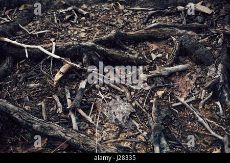 Roots of old tree without ground - organic background Stock Photo