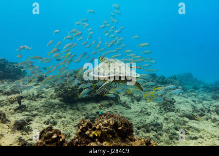 Turtle and fish swimming undersea Stock Photo