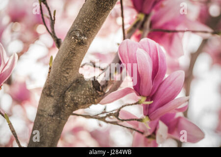 Close-up of tulip flowers on tree Stock Photo