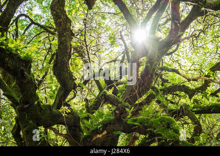 Low angle view of moss covered branches during sunny day Stock Photo