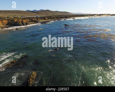 Aerial view of seals, at elephant seals vista point, in San simeon, on higway 1, near Big sur, in California Stock Photo