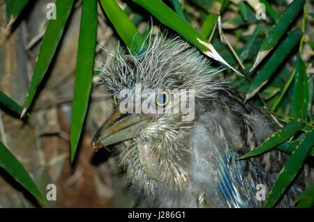 Black-crowned night heron (Nycticorax nycticorax), juvenile, spotted at Ancol Bird Park in Jakarta coastal area. Ancol Dreamland, Jakarta, Indonesia. Stock Photo