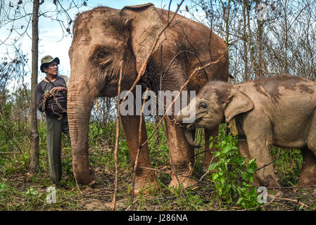 A mahout is preparing an elephant calf to walk with its mother on the feeding ground of Way Kambas National Park, Indonesia. Stock Photo