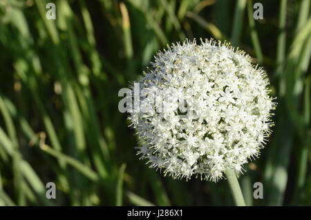 Onion flower, near Pune Maharashtra Stock Photo