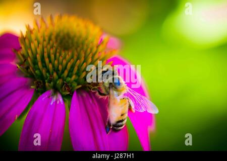 Regular Honey bees in the garden