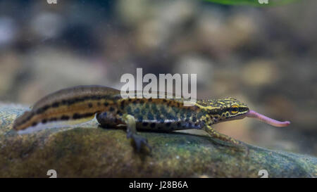 Palmate newt eating a worm Stock Photo