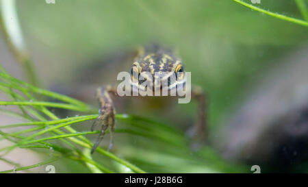 Palmate newt Stock Photo