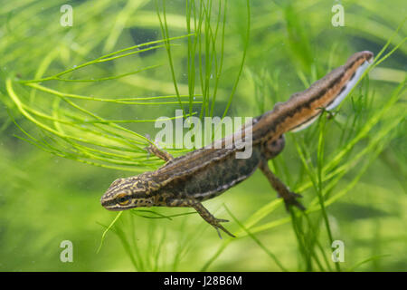 Palmate newt Stock Photo