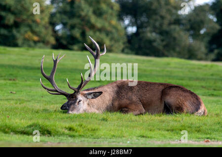 Stag rollinging in the shade at wollaton park , nottingham to spread its scent around Stock Photo