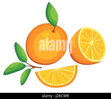 Orange fruit vector isolated set packaging juice design tangerine fresh orange composition on white background illustration Stock Vector