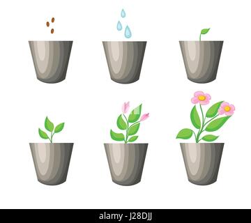 Gardening, planting process concept. How to grow tree from the seed in the garden easy step by step. Vector illustration Stock Vector