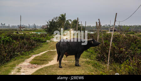 Looking down street in Hoi An, Vietnam with water buffalo. Stock Photo