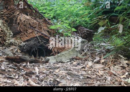 Tuatara (Sphenodon) at the Mount Bruce wildlife Sanctuary, Masterton, New Zealand Stock Photo