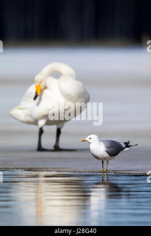 Whooper swan Stock Photo