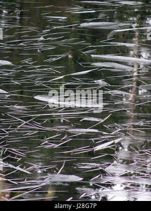 Germany, Lower Saxony, Sankt Andreasberg, ice crystals in the backlight in the Harz near Sankt Andreasberg Stock Photo