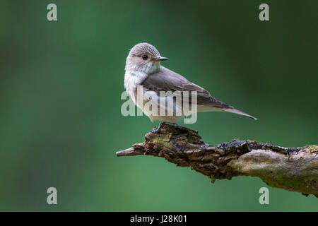 Female Spotted Flycatcher (Muscicapa striata) perching on a twig Stock Photo