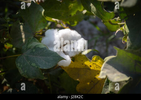 Uzbekistan, Buxoro Province, Jondor tumani, Cotton has been the most important arable plant in Uzbekistan since Stalin's time Stock Photo