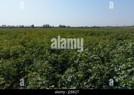 Uzbekistan, Buxoro Province, Jondor tumani, Cotton has been the most important arable plant in Uzbekistan since Stalin's time Stock Photo