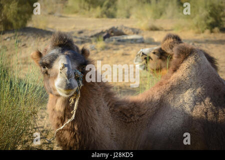 Uzbekistan, Nurota tumani, The camels are called 'Trampeltiere' (bactrian camel) with two bumps. With their thick fur and strong physique Stock Photo