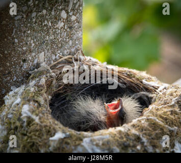 Turdus Merula birds. birds in nest on a tree. Common Blackbird's nest with young birds Stock Photo