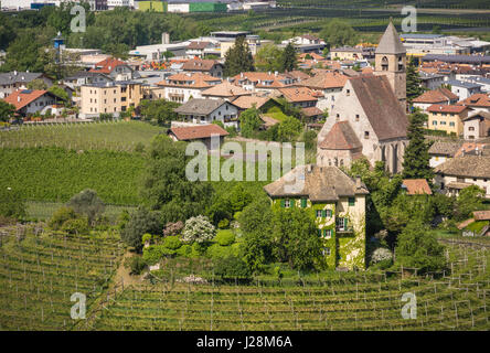 Characteristic circular vineyard in the South Tyrol, Egna, Bolzano, Italy on the wine road. Vine growing and wine production. Stock Photo