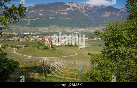 Characteristic circular vineyard in the South Tyrol, Egna, Bolzano, Italy on the wine road. Vine growing and wine production. Stock Photo