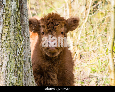 Scottish highland cow calf Stock Photo