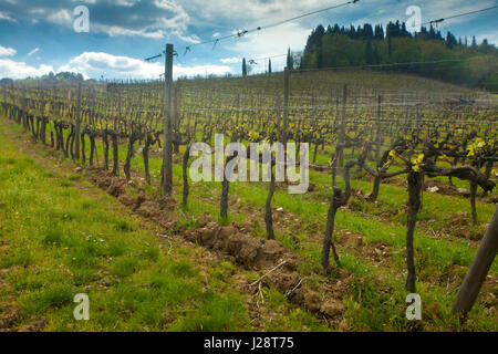 General view of a hillside vineyard under dramatic sky before sunset Stock Photo