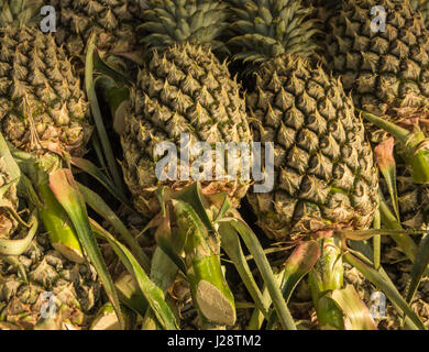 Pineapples Stock Photo