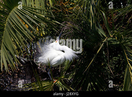 Snowy Egret Breeding Plumage Stock Photo