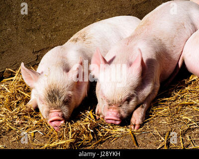 Middle White piglets dozing in warm spring sunshine. Stock Photo