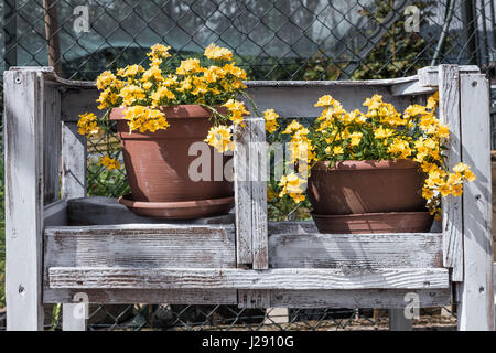 Garden decoration with wildflowers yellow, outdoors in a wooden box. Stock Photo