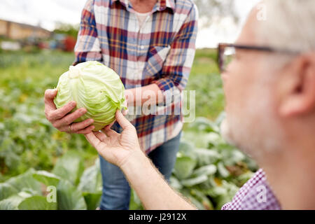 senior couple picking cabbage on farm Stock Photo