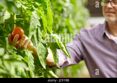 senior man growing tomatoes at farm greenhouse Stock Photo - Alamy