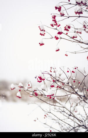 Branches of red viburnum opulus berries covered by snow in wintertime, closeup, shallow depth of field. Stock Photo