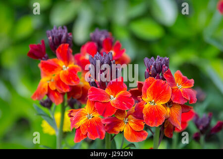 The brightly colored spring flowers of Erysimum cheiri (Cheiranthus) also known as the Wallflower. Stock Photo