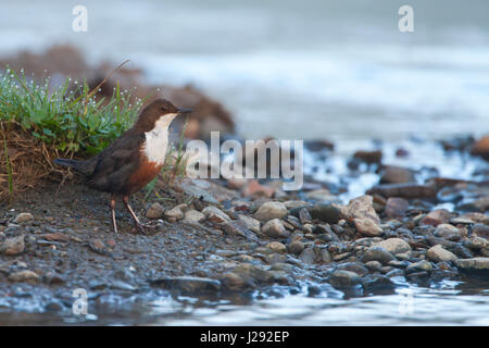 Dipper  adult  standing by dew covered grass at waters edge  spring  River Cain, Powys, Wales, UK Stock Photo