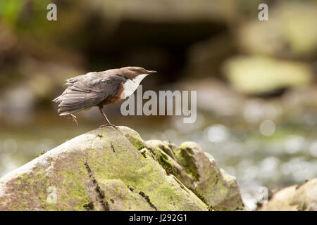 Dipper, adult, standing on rock stretching wing, spring, Lake Vyrnwy, Powys, Wales, UK Stock Photo